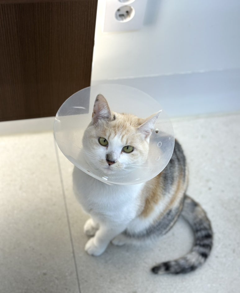 오슈살롱 이미지