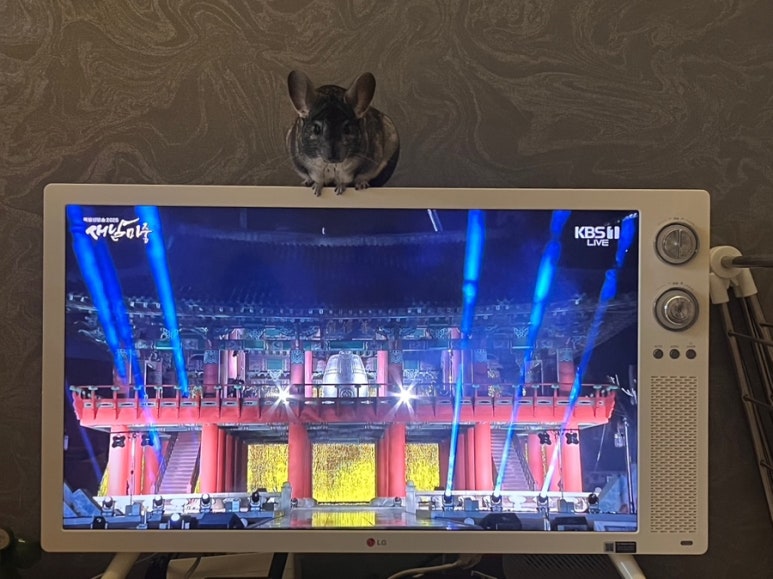 보스참치 이미지