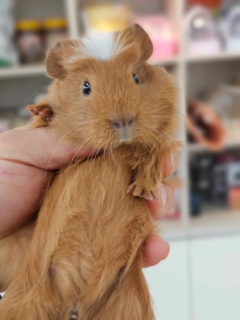 라이더샵# 이미지
