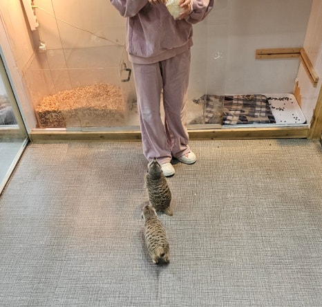 댕댕냥냥부천점 이미지