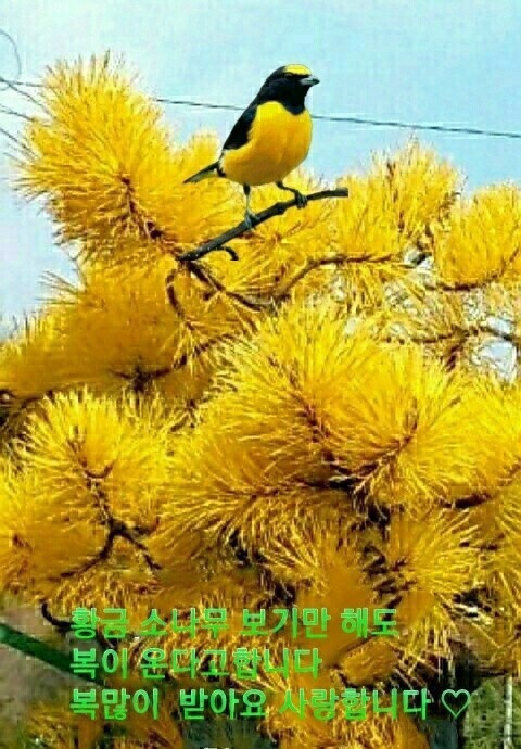 브린 이미지