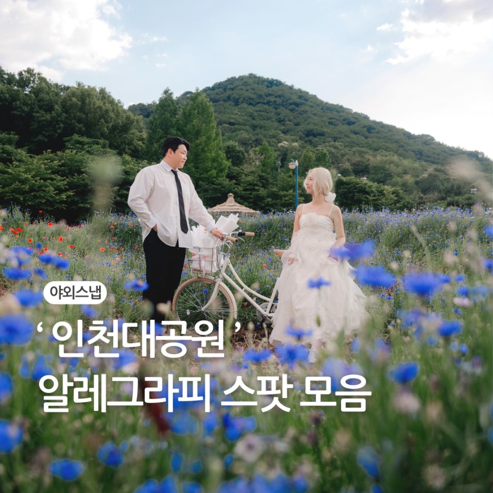 알레그라피 이미지