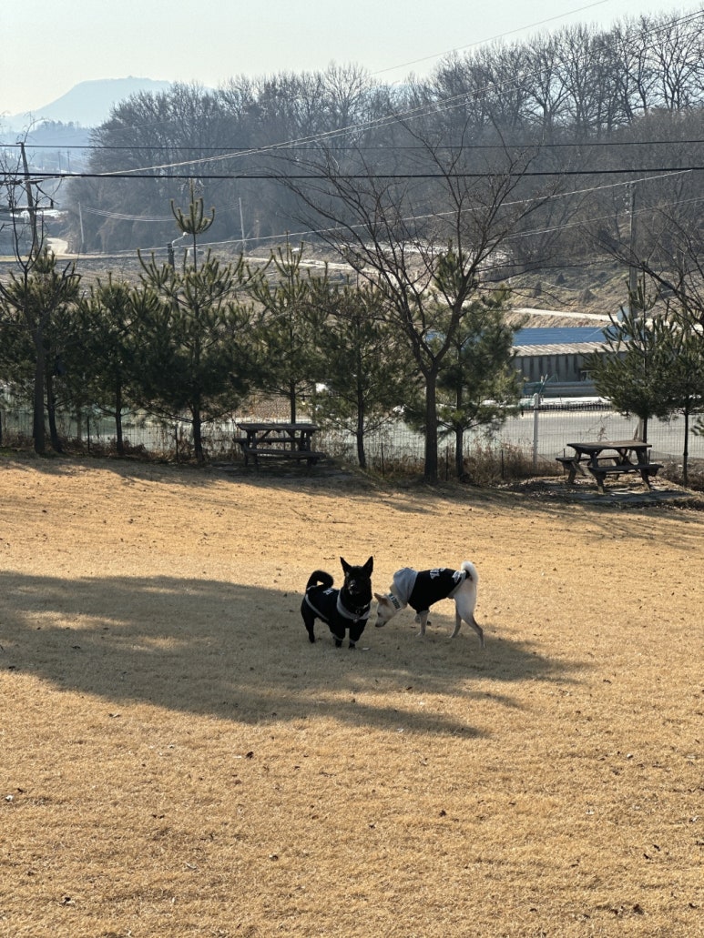 고고독 이미지