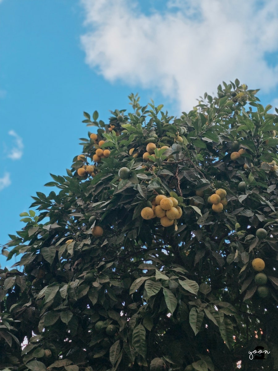 오렌지트리(Orange tree) 이미지