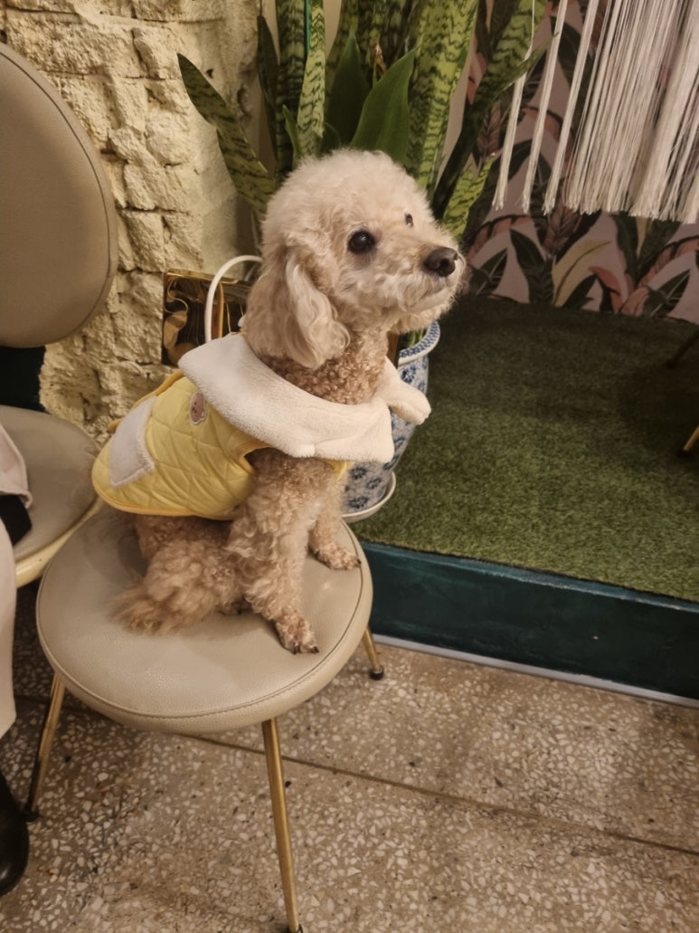 가배 이미지