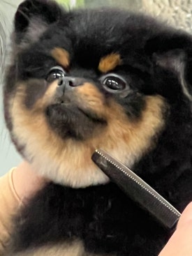 벨라루시애견미용학원 이미지