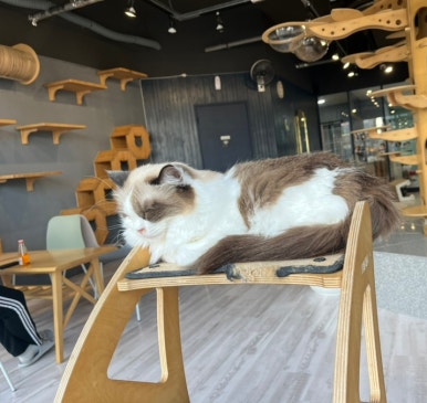 캣츠앤미 이미지