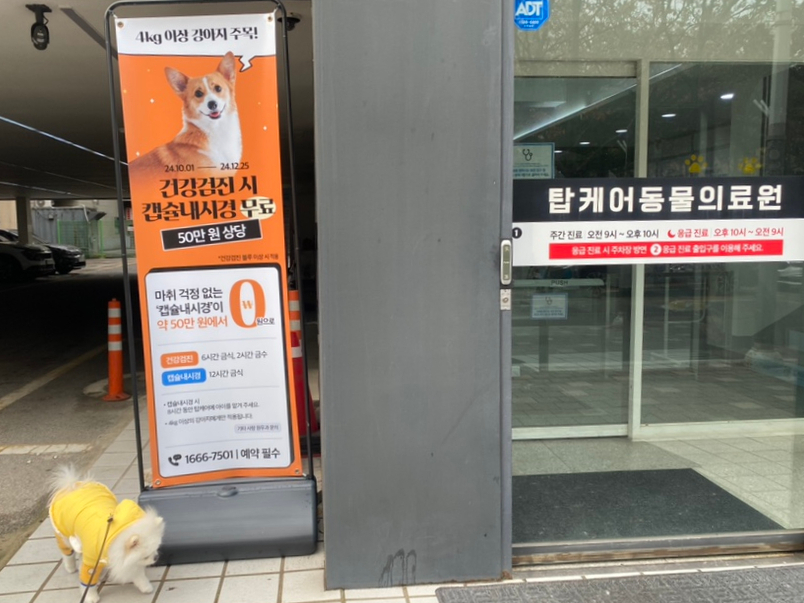일산 탑케어동물의료원 고양이 건강검진 비용 및 후기