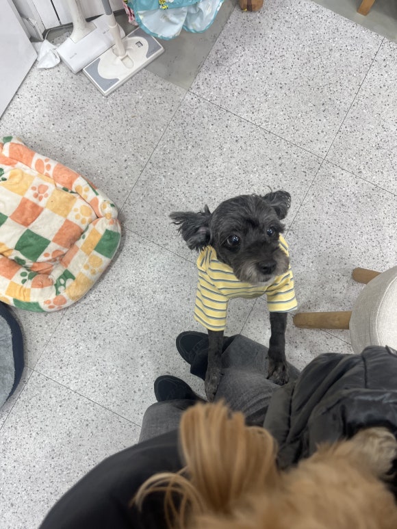 입어보개 이미지