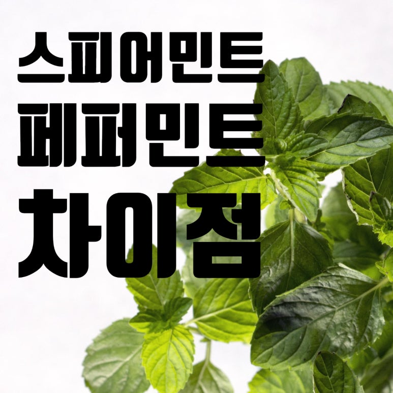 맛과향 이미지