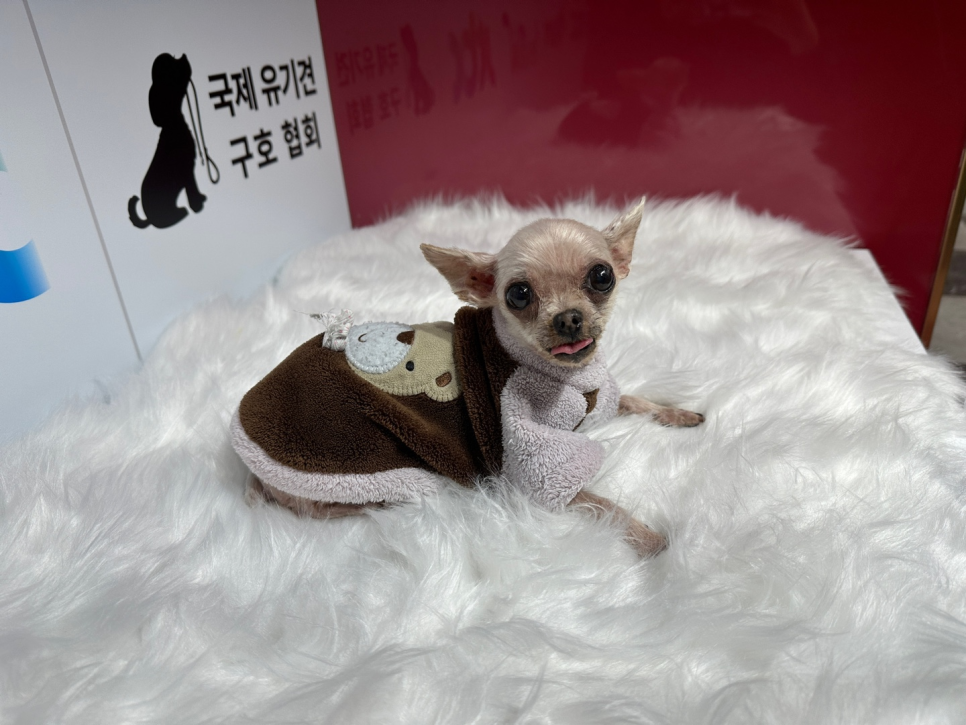 노원 애견미용학원 무료 미용 후기 및 비용 안내 — 사진 4
