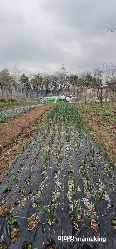 태산방제 이미지