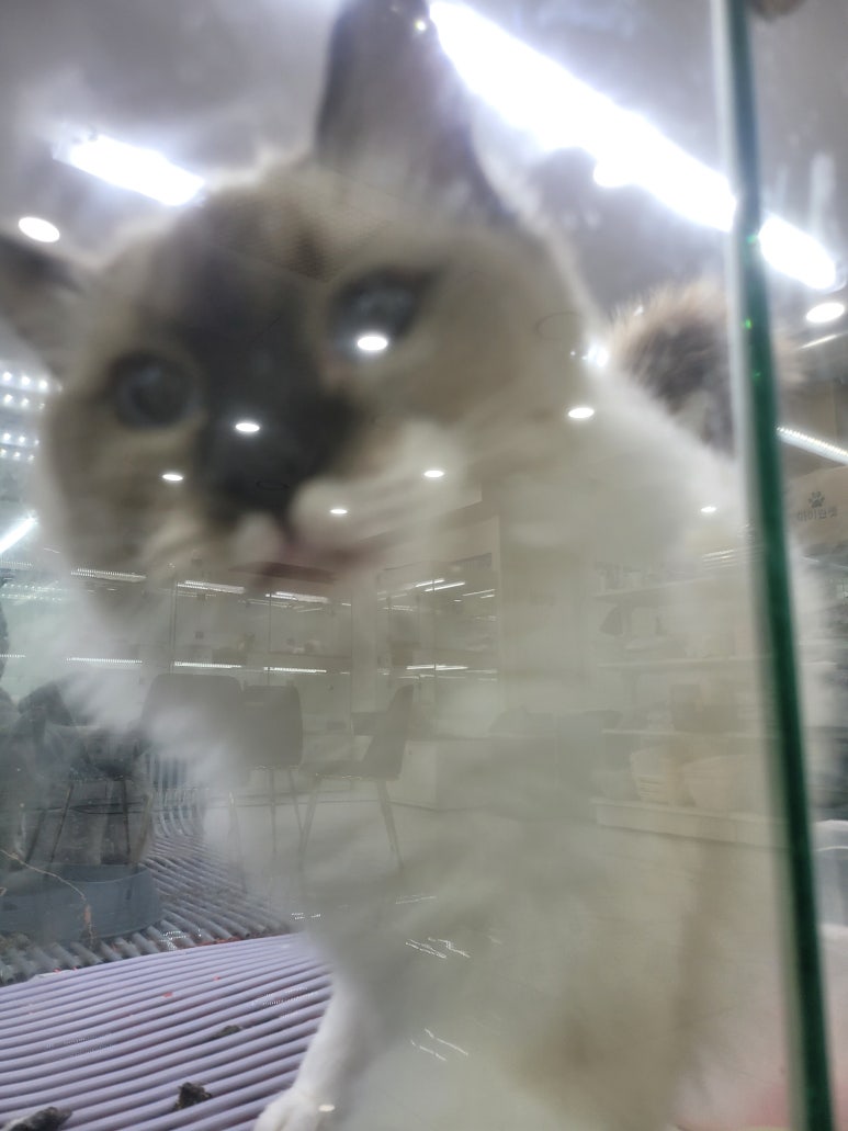 구미도로시 이미지