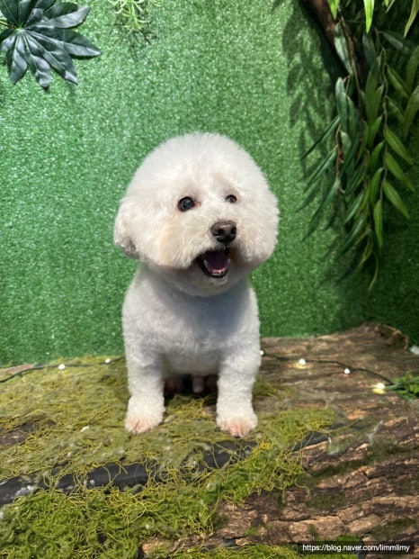 오아오멍 이미지