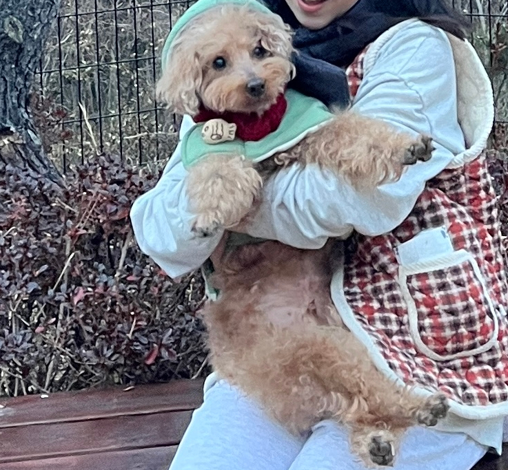 토마네 이미지
