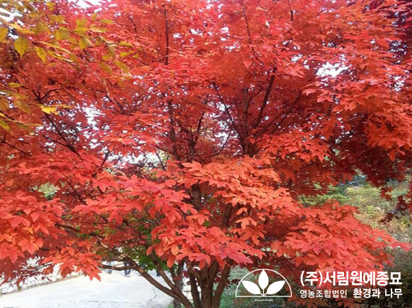 조경설계서림 이미지