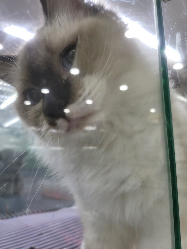 구미도로시 이미지