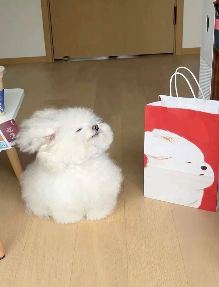 이십구 이미지