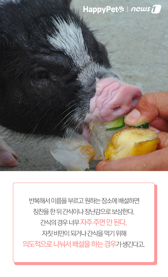 황금돼지 이미지