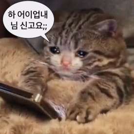 응 이미지