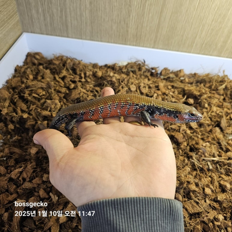 카페보스원주 이미지