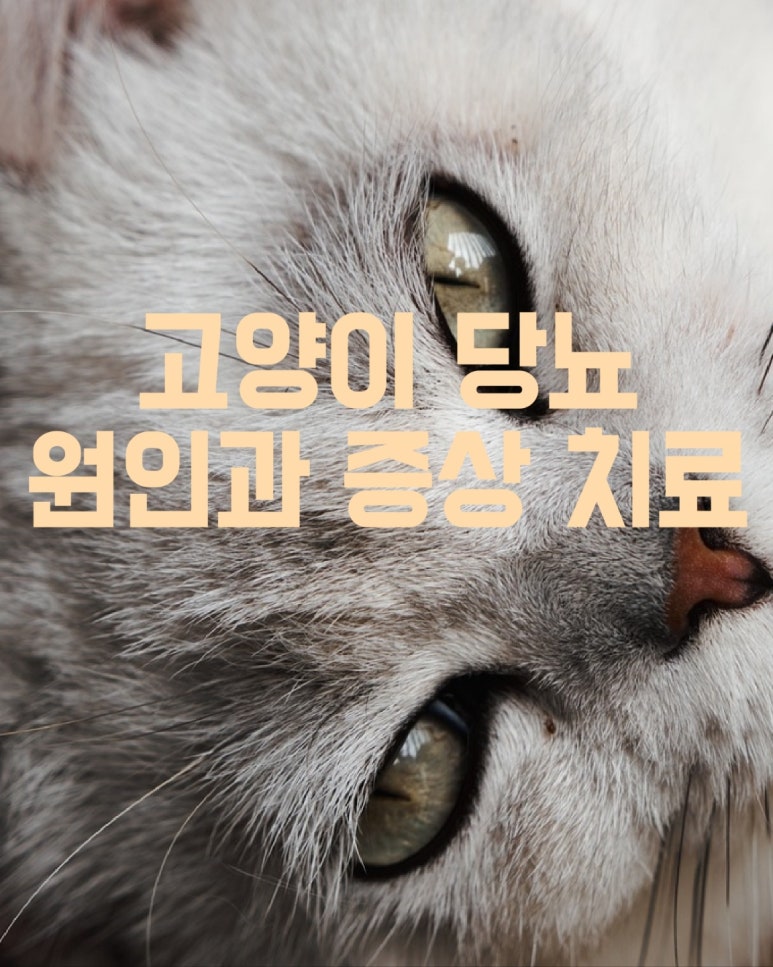 고양이 당뇨 원인과 증상 치료