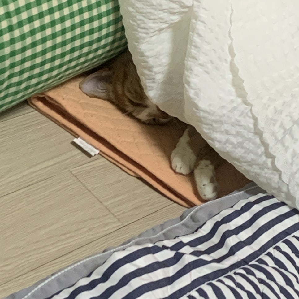부산대순저씨 이미지