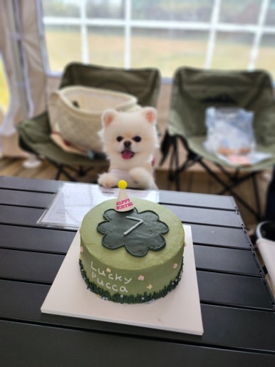 피피비피 이미지