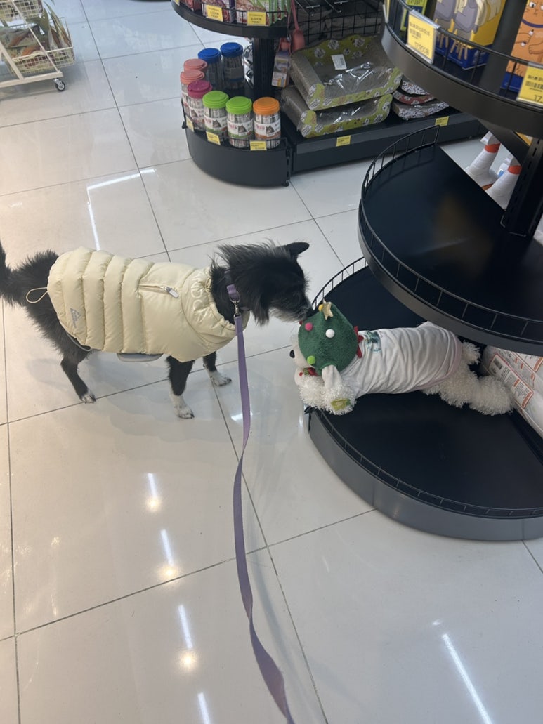빌데꼬빵 이미지