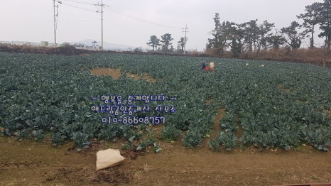 금악초등학교 이미지