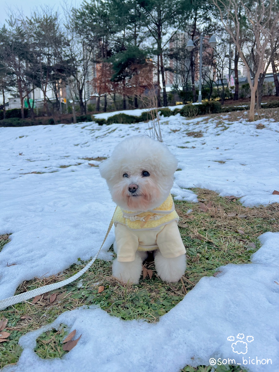 디디바스켓 이미지