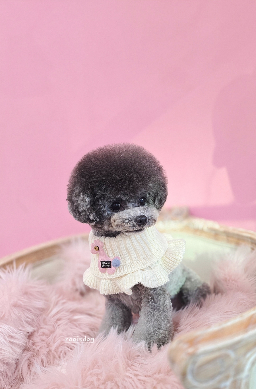 코코 반려견미용실 이미지