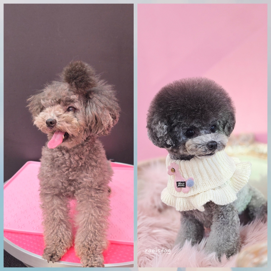 코코 반려견미용실 이미지