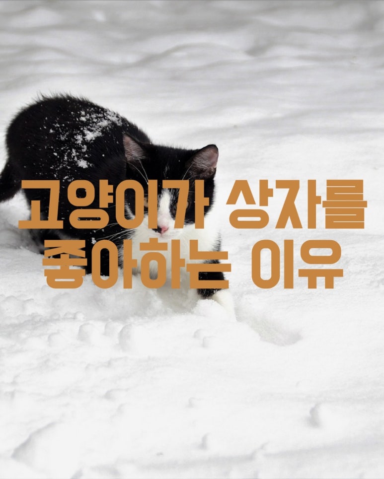 고양이가 상자를 좋아하는 이유