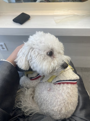 오브희헤어 이미지