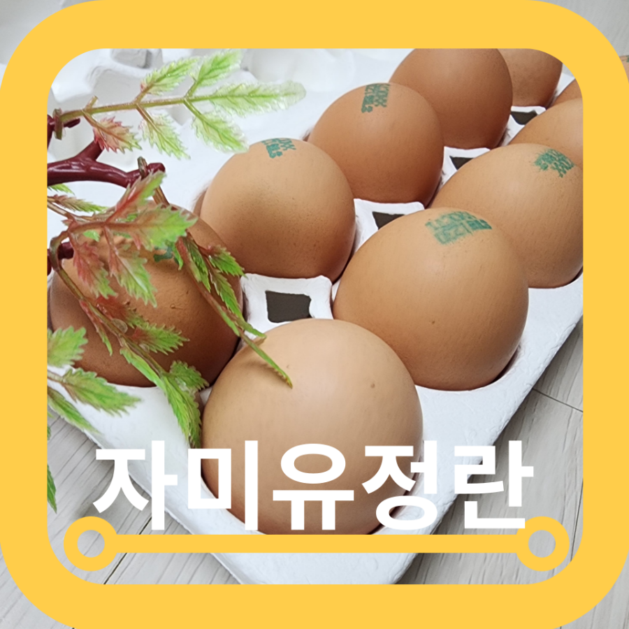 자미유정란 이미지