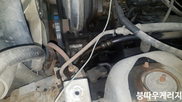 붕따우게러지 이미지