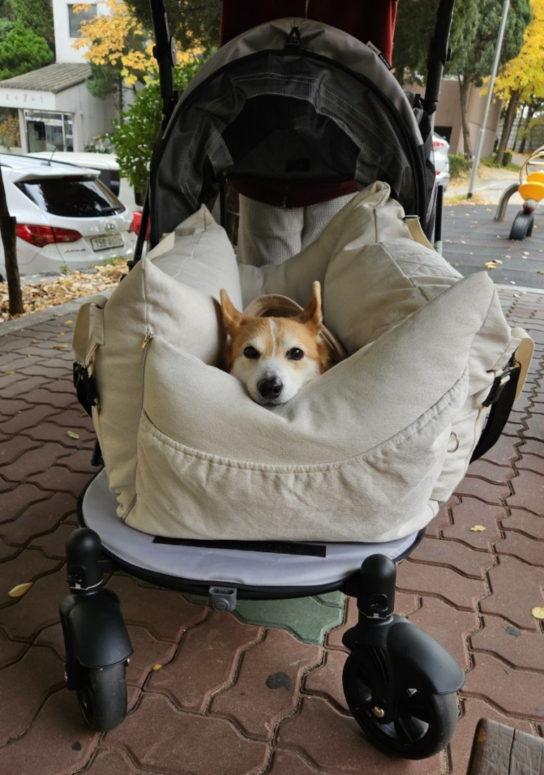 바닐리 이미지