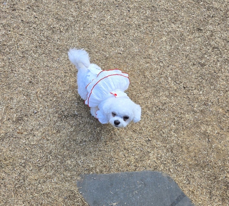 멍애견카페 이미지