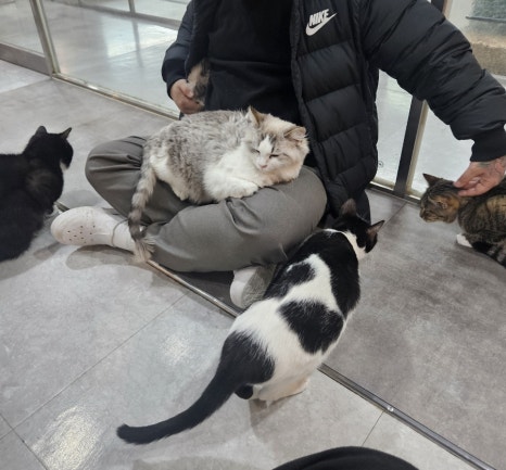 댕댕냥냥부천점 이미지