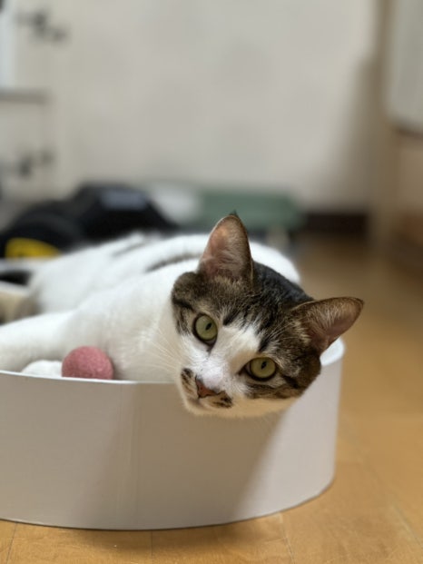 요리하는원숭이 이미지