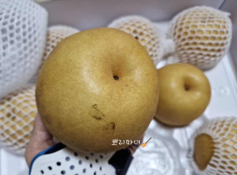 프리미어 농짱 이미지