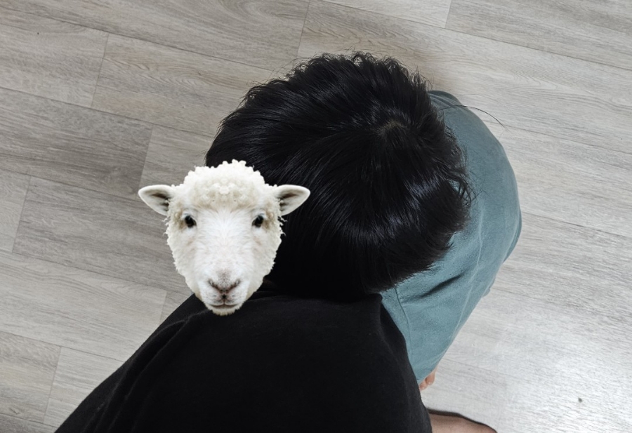파앙 이미지
