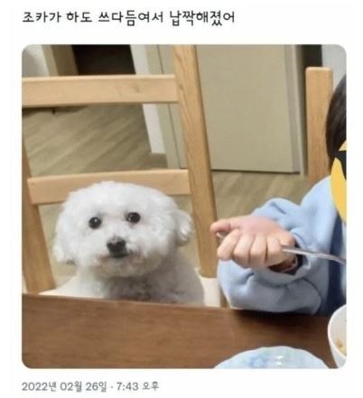 하토 이미지