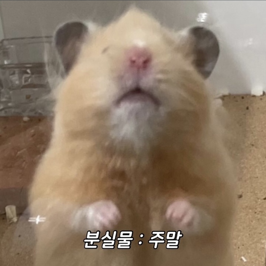 감자바우 이미지