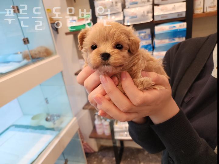 푸른들동물병원 이미지