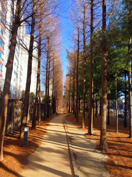 하시모토겐죠미장 이미지