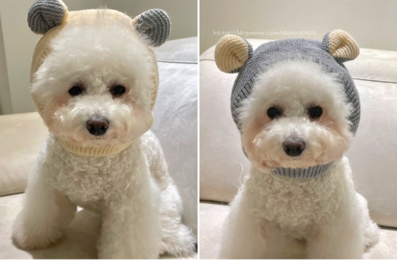 까다롭개 이미지