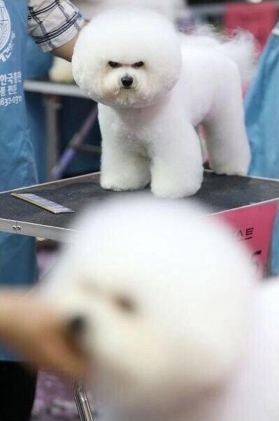 히바치텐 이미지