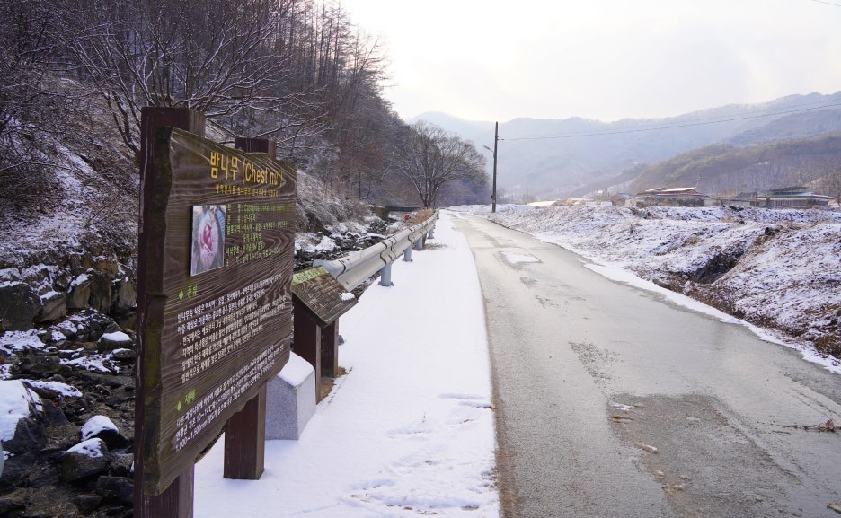 공주밤나무 이미지